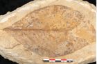 Foto (Detailansicht) von Daphnophyllum crassinervium Heer (NHMW-GEO-2024-0188-10595)